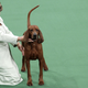 Image for article titled Elegant Updos and Classy Coats at the Westminster Dog Show